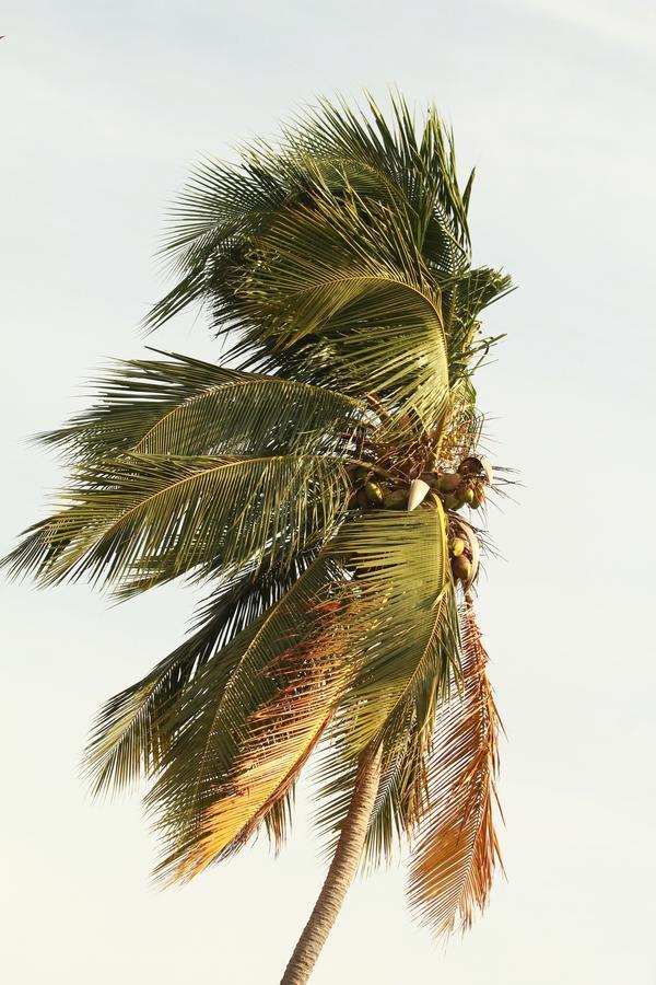 Pearl City Hotel Tissamaharama Buitenkant foto